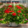 Geranium – Calliope Large Orange Splash – 10″ Hanging Basket